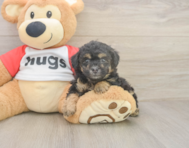 7 week old Poodle Puppy For Sale - Lone Star Pups 7 week old Poodle Puppy For Sale - Lone Star Pups