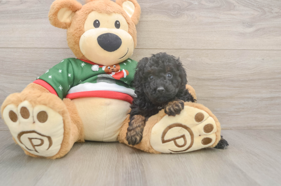 5 week old Poodle Puppy For Sale - Lone Star Pups