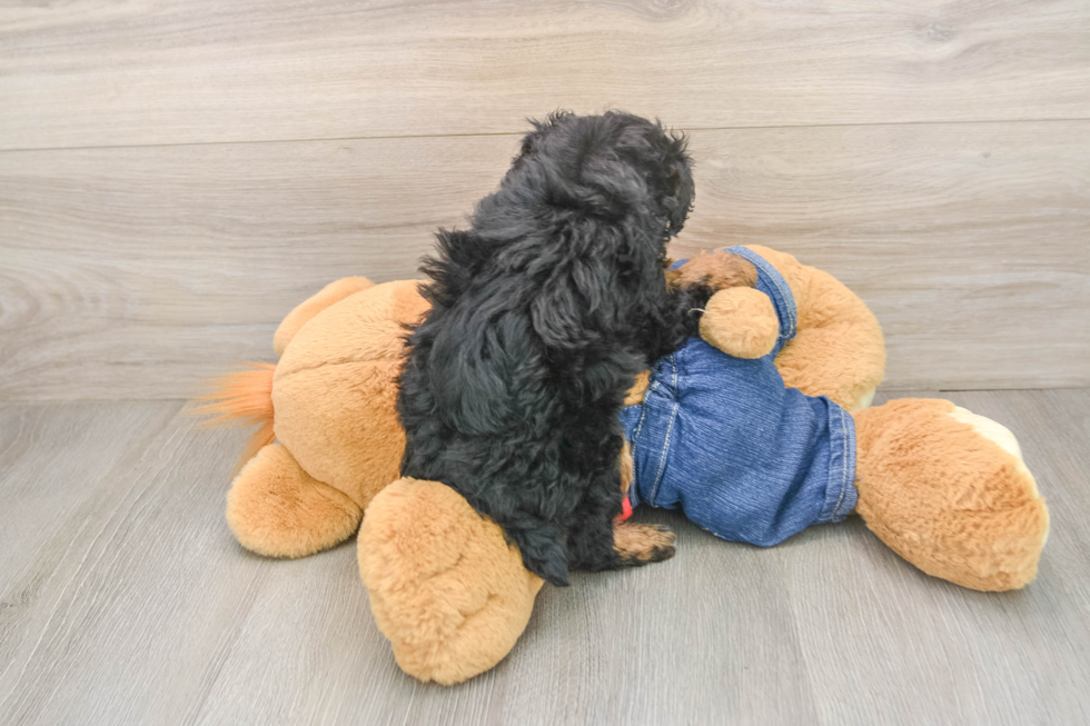 Poodle Puppy for Adoption