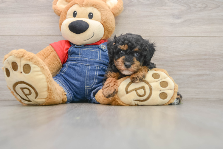 Happy Caniche Purebred Puppy
