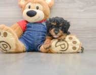 7 week old Poodle Puppy For Sale - Lone Star Pups
