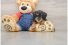 Happy Caniche Purebred Puppy