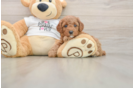 Poodle Pup Being Cute