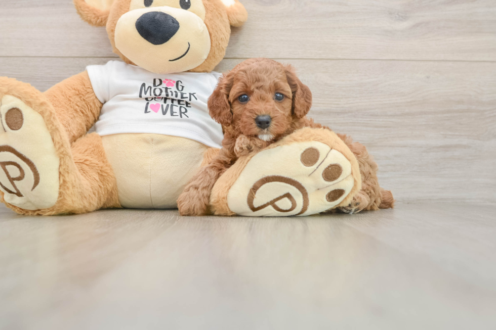 Poodle Pup Being Cute