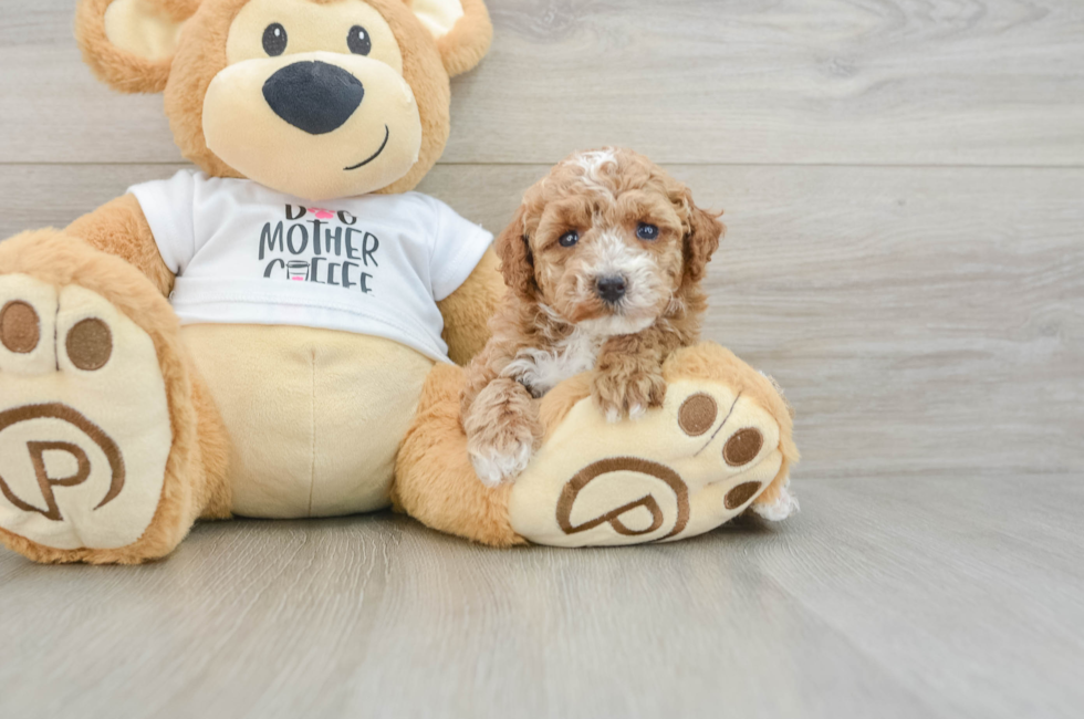 5 week old Poodle Puppy For Sale - Lone Star Pups