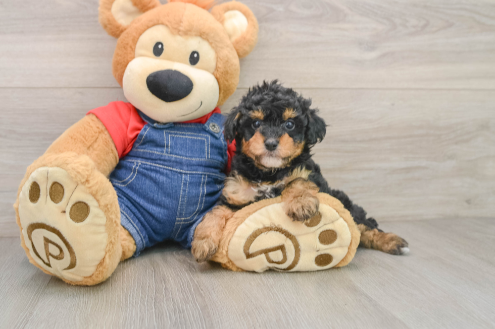 Best Poodle Baby