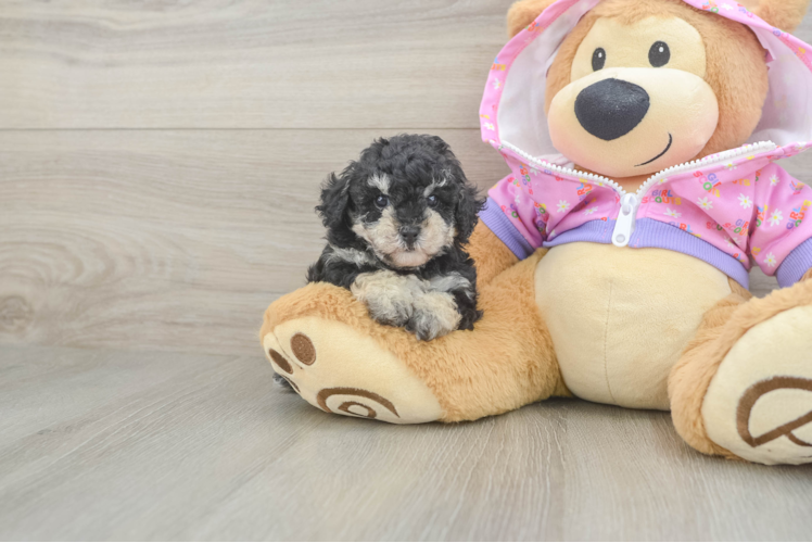 Sweet Toy Poodle Purebred Puppy