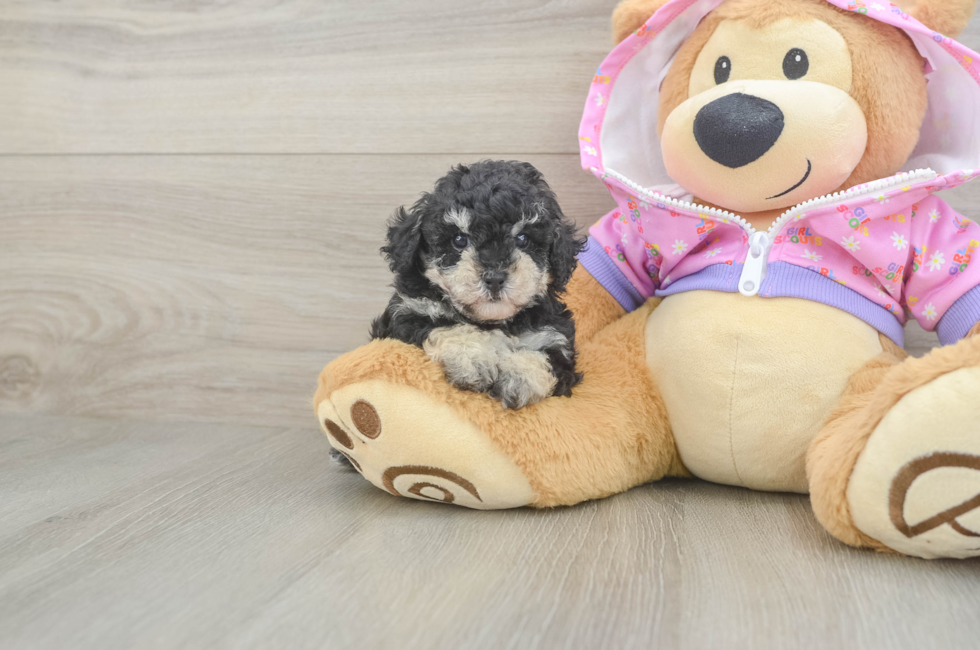5 week old Poodle Puppy For Sale - Lone Star Pups