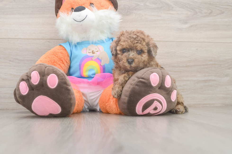 5 week old Poodle Puppy For Sale - Lone Star Pups