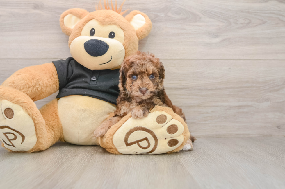 Poodle Puppy for Adoption