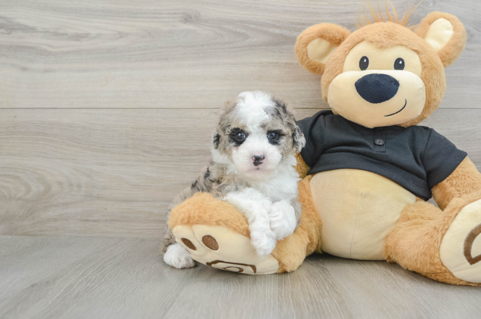 5 week old Poodle Puppy For Sale - Lone Star Pups