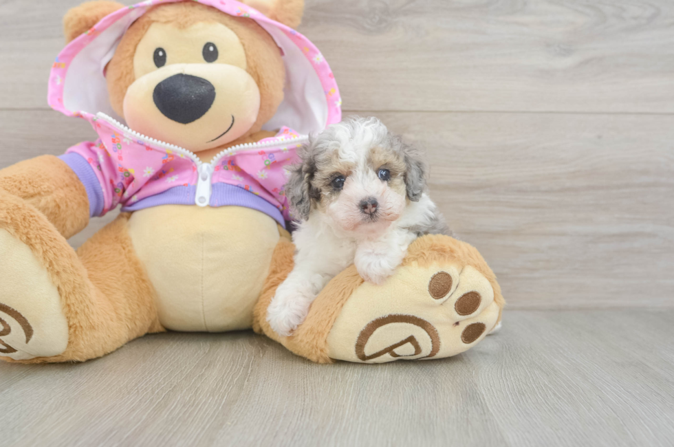 5 week old Poodle Puppy For Sale - Lone Star Pups