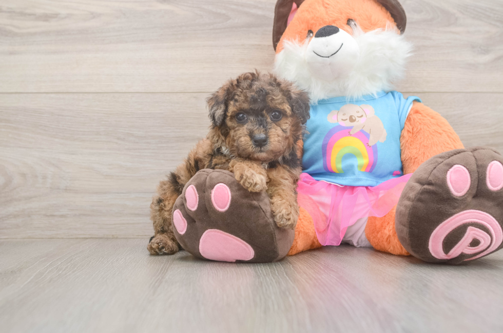 5 week old Poodle Puppy For Sale - Lone Star Pups