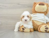 8 week old Poodle Puppy For Sale - Lone Star Pups