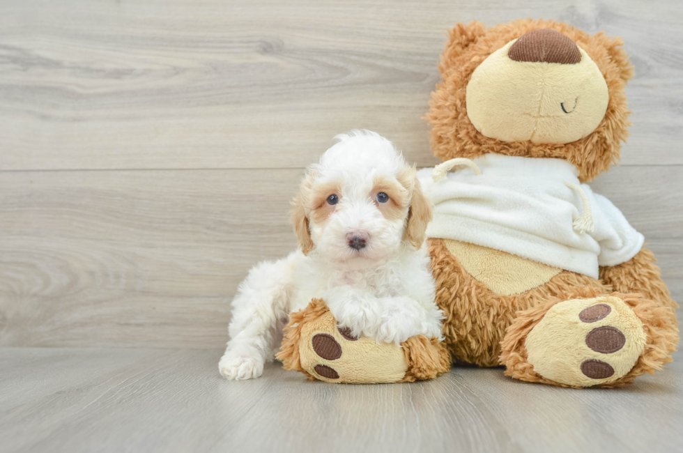 8 week old Poodle Puppy For Sale - Lone Star Pups