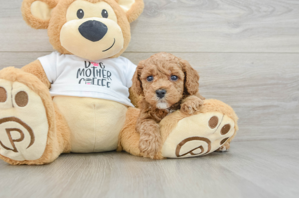 5 week old Poodle Puppy For Sale - Lone Star Pups