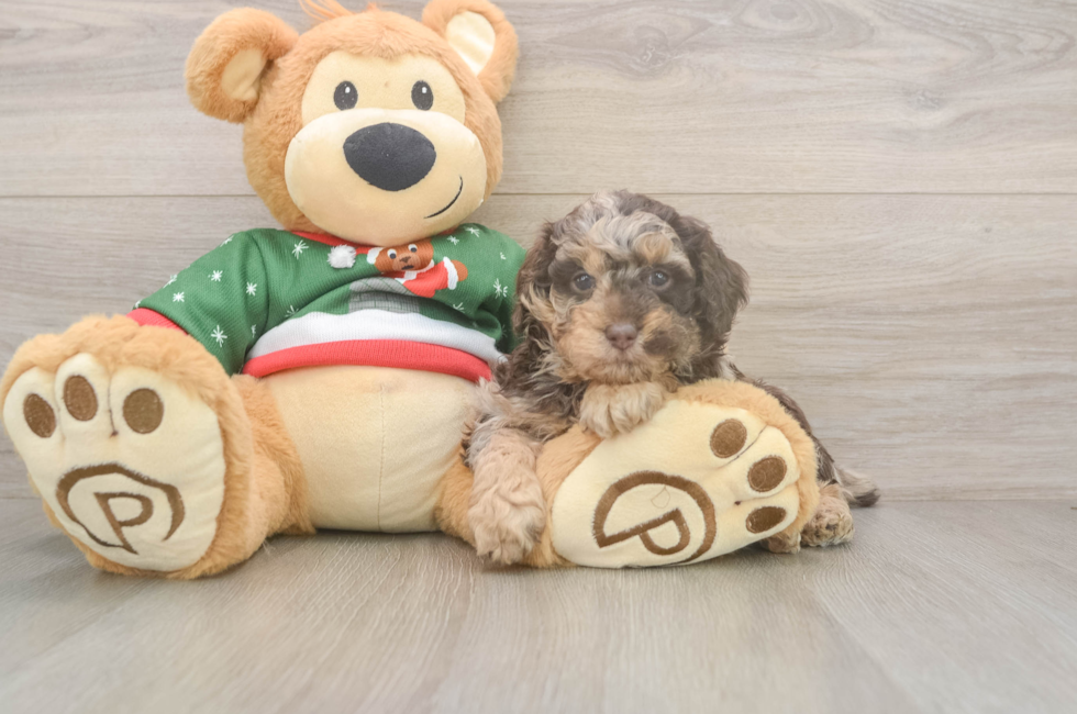 5 week old Poodle Puppy For Sale - Lone Star Pups