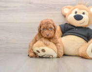 7 week old Poodle Puppy For Sale - Lone Star Pups