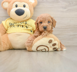 6 week old Poodle Puppy For Sale - Lone Star Pups