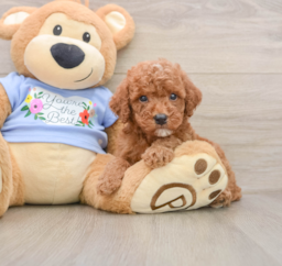 8 week old Poodle Puppy For Sale - Lone Star Pups