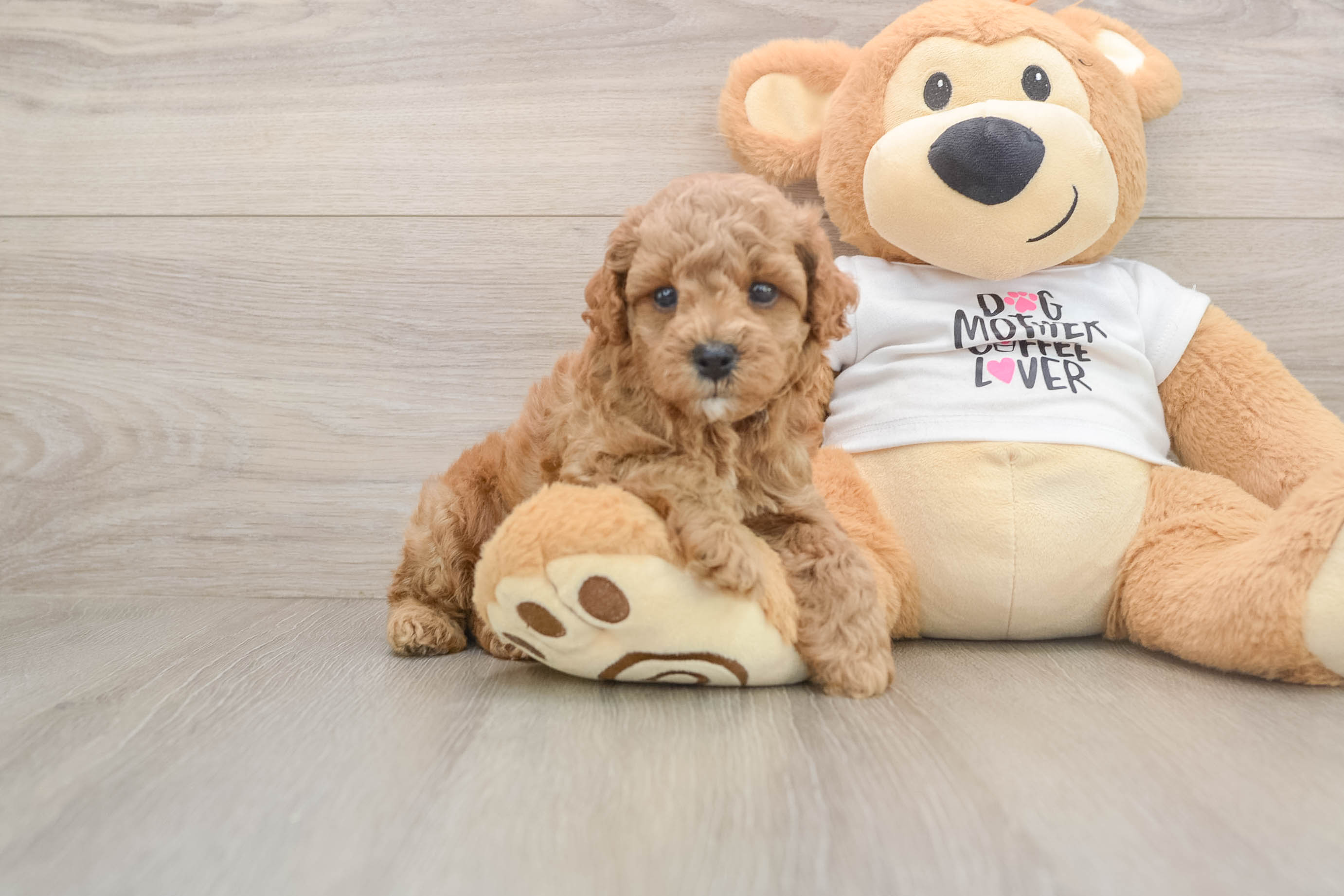 Poodle Puppy for Adoption