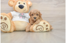 Poodle Puppy for Adoption