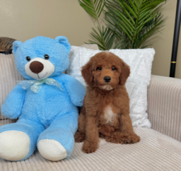 10 week old Poodle Puppy For Sale - Lone Star Pups