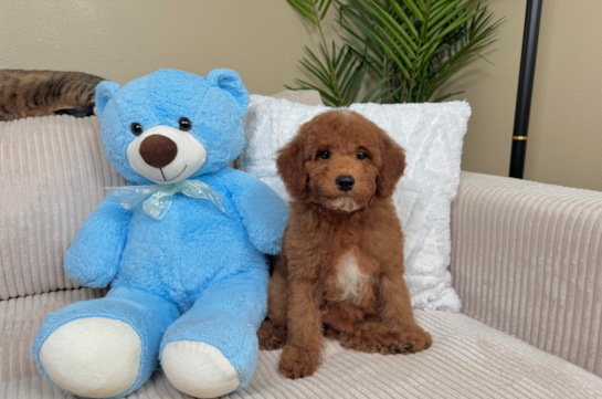 Poodle Pup Being Cute