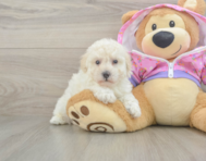 7 week old Poodle Puppy For Sale - Lone Star Pups