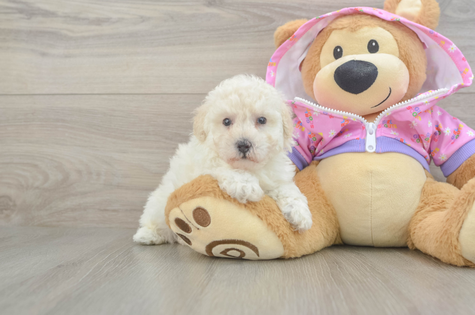 5 week old Poodle Puppy For Sale - Lone Star Pups