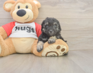 7 week old Poodle Puppy For Sale - Lone Star Pups 7 week old Poodle Puppy For Sale - Lone Star Pups