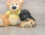 7 week old Poodle Puppy For Sale - Lone Star Pups
