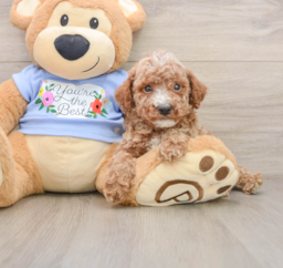 8 week old Poodle Puppy For Sale - Lone Star Pups