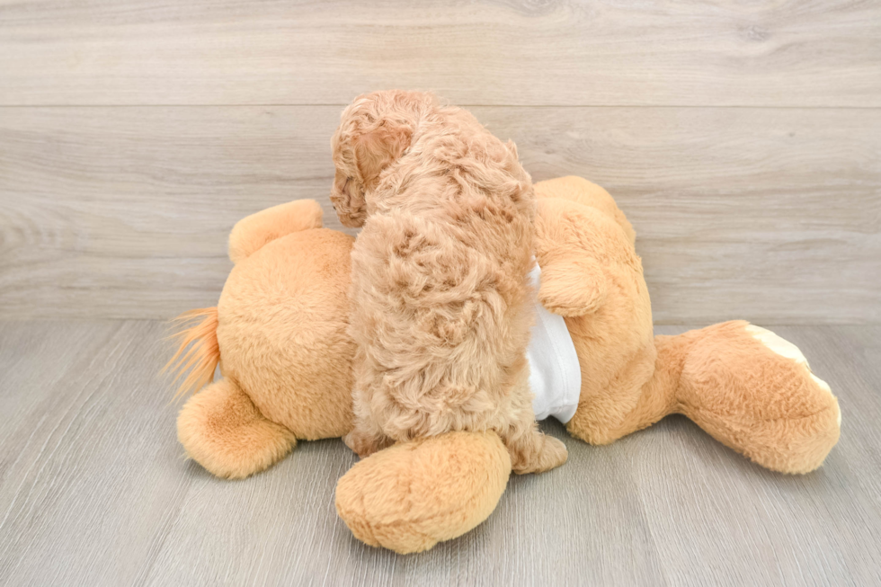Cute Pudel Purebred Puppy