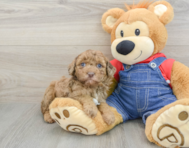9 week old Poodle Puppy For Sale - Lone Star Pups