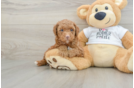 Cute Pooodle Purebred Puppy