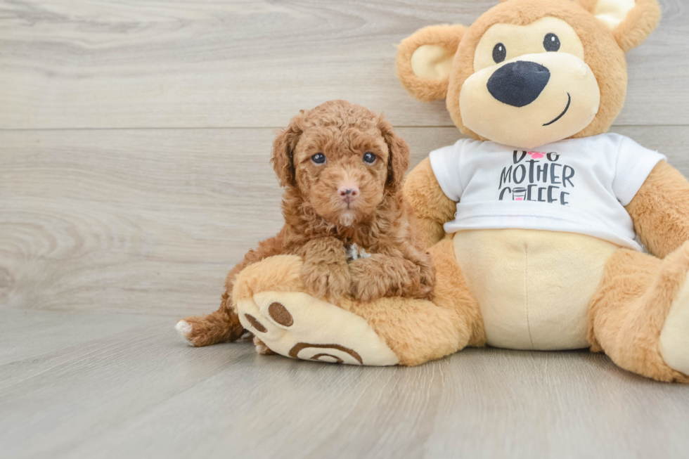Cute Pooodle Purebred Puppy