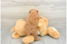 Little Poodle Baby