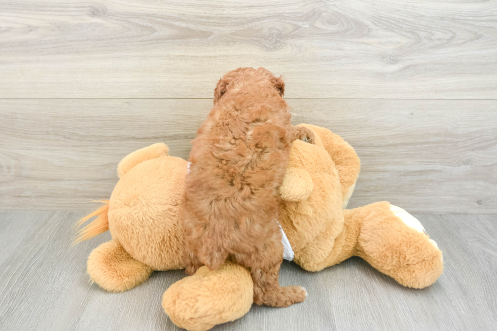 Little Poodle Baby