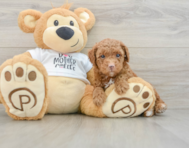 7 week old Poodle Puppy For Sale - Lone Star Pups