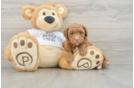 Poodle Puppy for Adoption