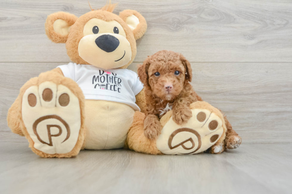 5 week old Poodle Puppy For Sale - Lone Star Pups