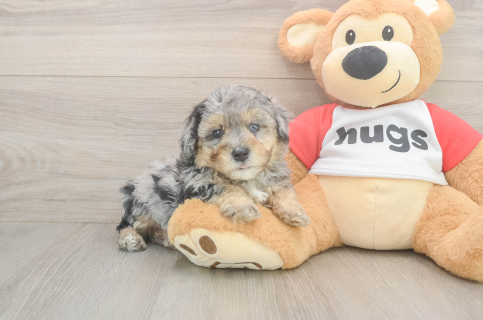 6 week old Poodle Puppy For Sale - Lone Star Pups