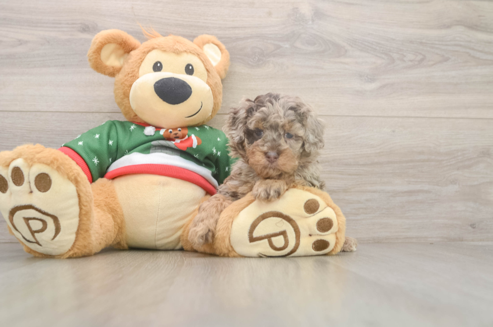 5 week old Poodle Puppy For Sale - Lone Star Pups