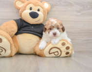 7 week old Poodle Puppy For Sale - Lone Star Pups