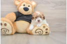 Poodle Pup Being Cute