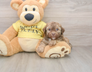 7 week old Poodle Puppy For Sale - Lone Star Pups