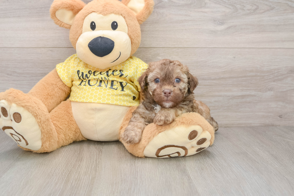 Akc Registered Poodle Baby