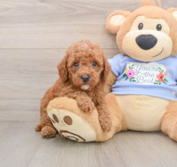 8 week old Poodle Puppy For Sale - Lone Star Pups