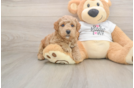 Poodle Puppy for Adoption